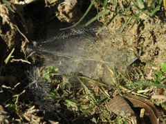 Diapontia
