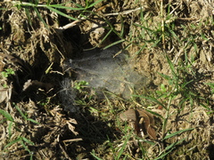 Diapontia
