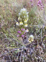 Castilleja densiflora