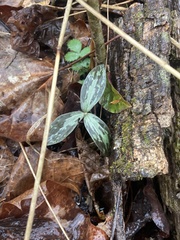 Trillium recurvatum