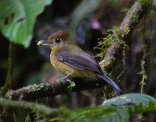 Tawny-breasted Flycatcher