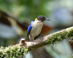 Iridophanes pulcherrimus