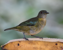 Iridophanes pulcherrimus