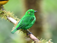 Chlorochrysa phoenicotis