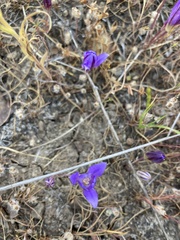 Brodiaea coronaria