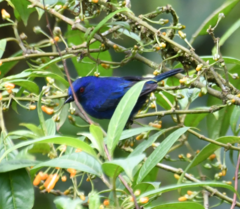 Diglossa indigotica