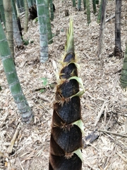 Phyllostachys edulis