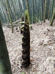 Phyllostachys edulis