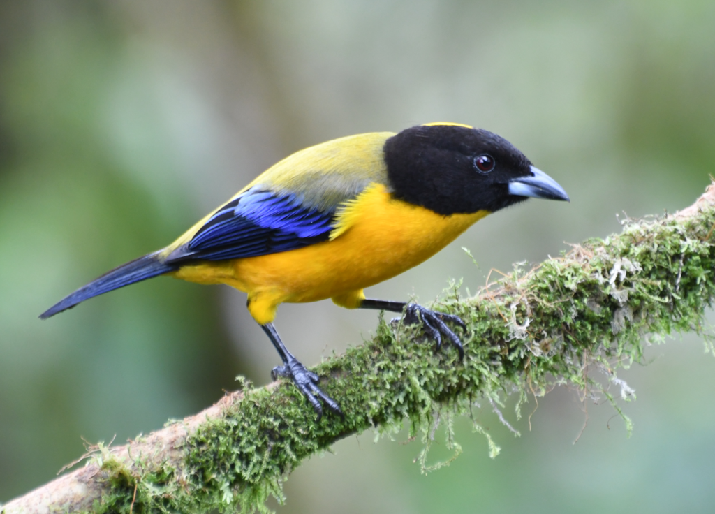 Black-chinned Mountain Tanager (Anisognathus notabilis)