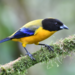 Black-chinned Mountain-Tanager - Photo (c) Ben Keen, some rights reserved (CC BY), uploaded by Ben Keen