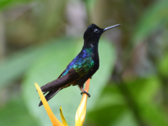 Velvet-Purple Coronet photo 3