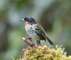 Ixothraupis rufigula