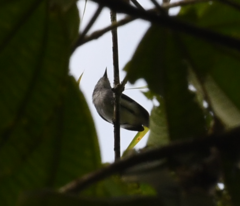 Polioptila schistaceigula