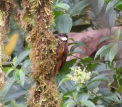 Pseudocolaptes johnsoni