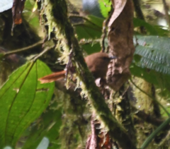 Cinnycerthia olivascens