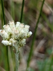 Antennaria argentea