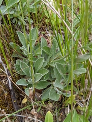 Antennaria argentea