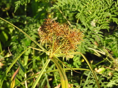 Cyperus odoratus image