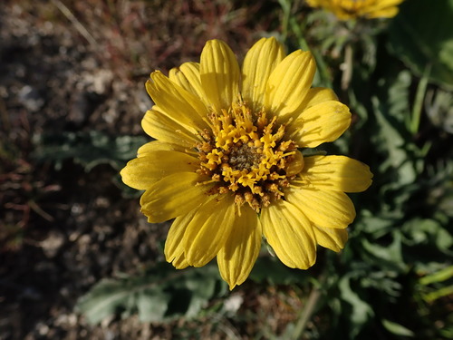 Image of Balsamorhiza rosea by (c) Nolan Exe, some rights reserved (CC BY)