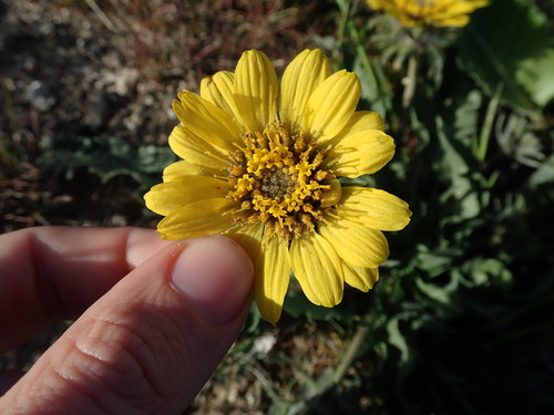 Image of Balsamorhiza rosea by (c) Nolan Exe, some rights reserved (CC BY)