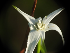 Rhynchospora latifolia