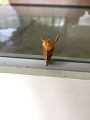Narosoideus flavidorsalis