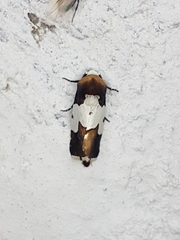 Bryolymnia marginata