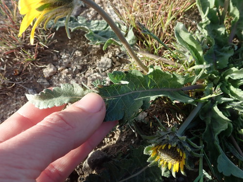 Image of Balsamorhiza rosea by (c) Nolan Exe, some rights reserved (CC BY)