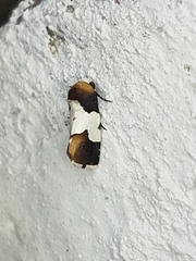 Bryolymnia marginata