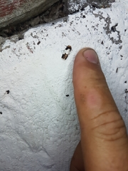Bryolymnia marginata