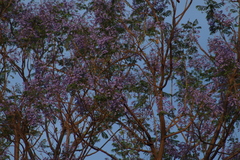 Leucolia violiceps