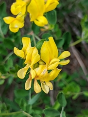 Acmispon grandiflorus