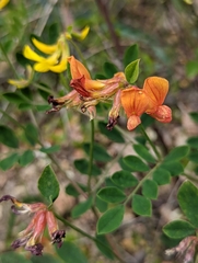 Acmispon grandiflorus