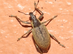 Diaprepes famelicus