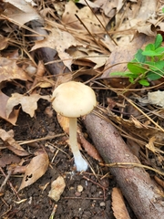 Candolleomyces candolleanus