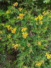 Acmispon grandiflorus