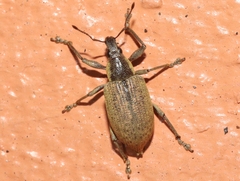 Diaprepes famelicus