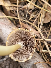 Candolleomyces candolleanus