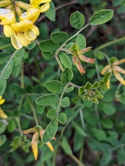 Acmispon grandiflorus