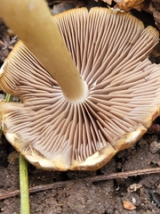 Candolleomyces candolleanus