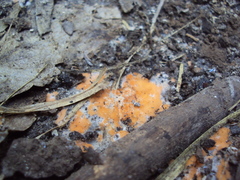 Pyronema omphalodes image