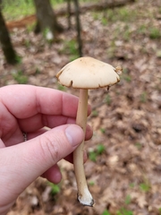 Candolleomyces candolleanus