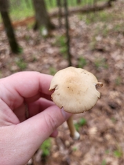 Candolleomyces candolleanus