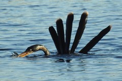 Anhinga anhinga leucogaster