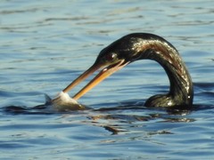Anhinga anhinga leucogaster