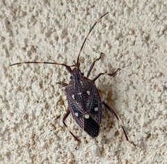 Poecilometis alienus