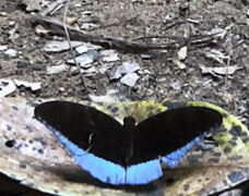 Tanaecia iapis