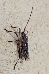 Poecilometis alienus