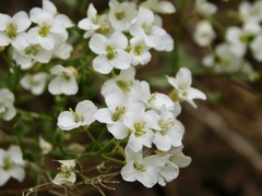 Draba ramosissima