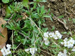 Draba ramosissima